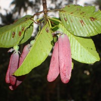 Dipterocarpus zeylanicus Thwaites